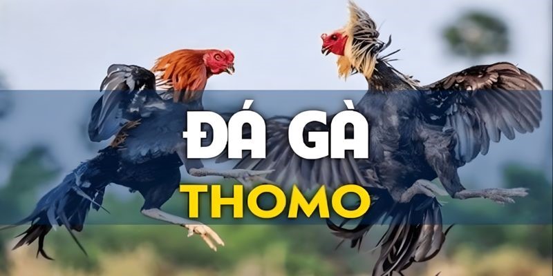 Đá gà thomo tại j88