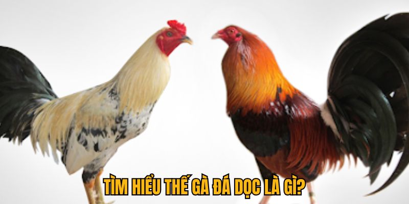 Tìm hiểu về thế gà đá dọc là gì tại j88