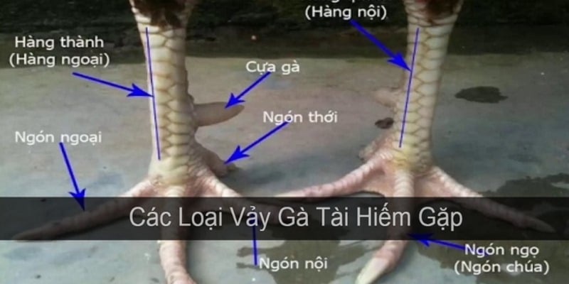 Top loại vảy tốt